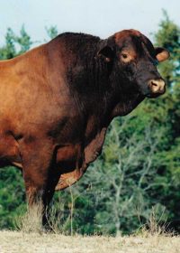 History of the American Red Brangus Breed